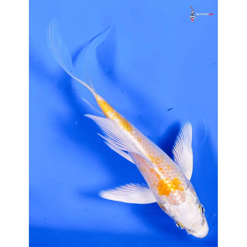 5” Imported Lemon Hariwake Butterfly Koi