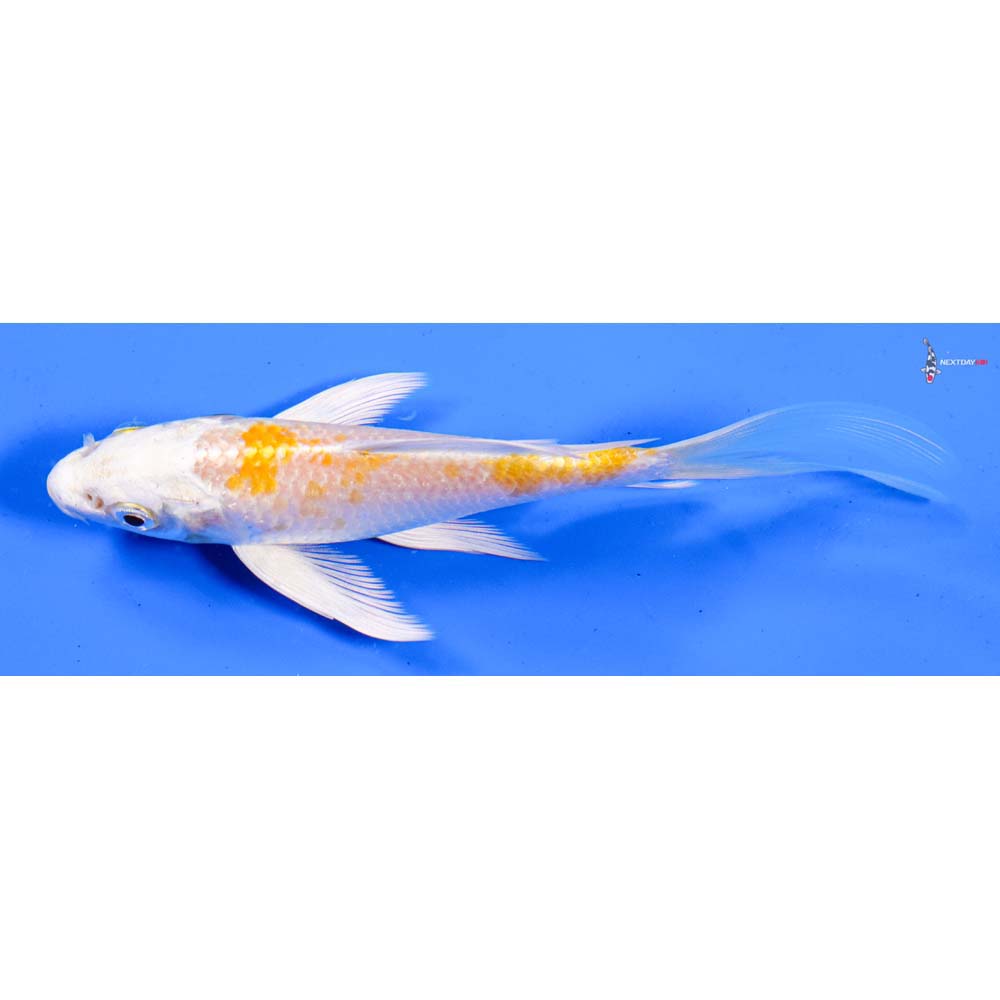 5” Imported Lemon Hariwake Butterfly Koi