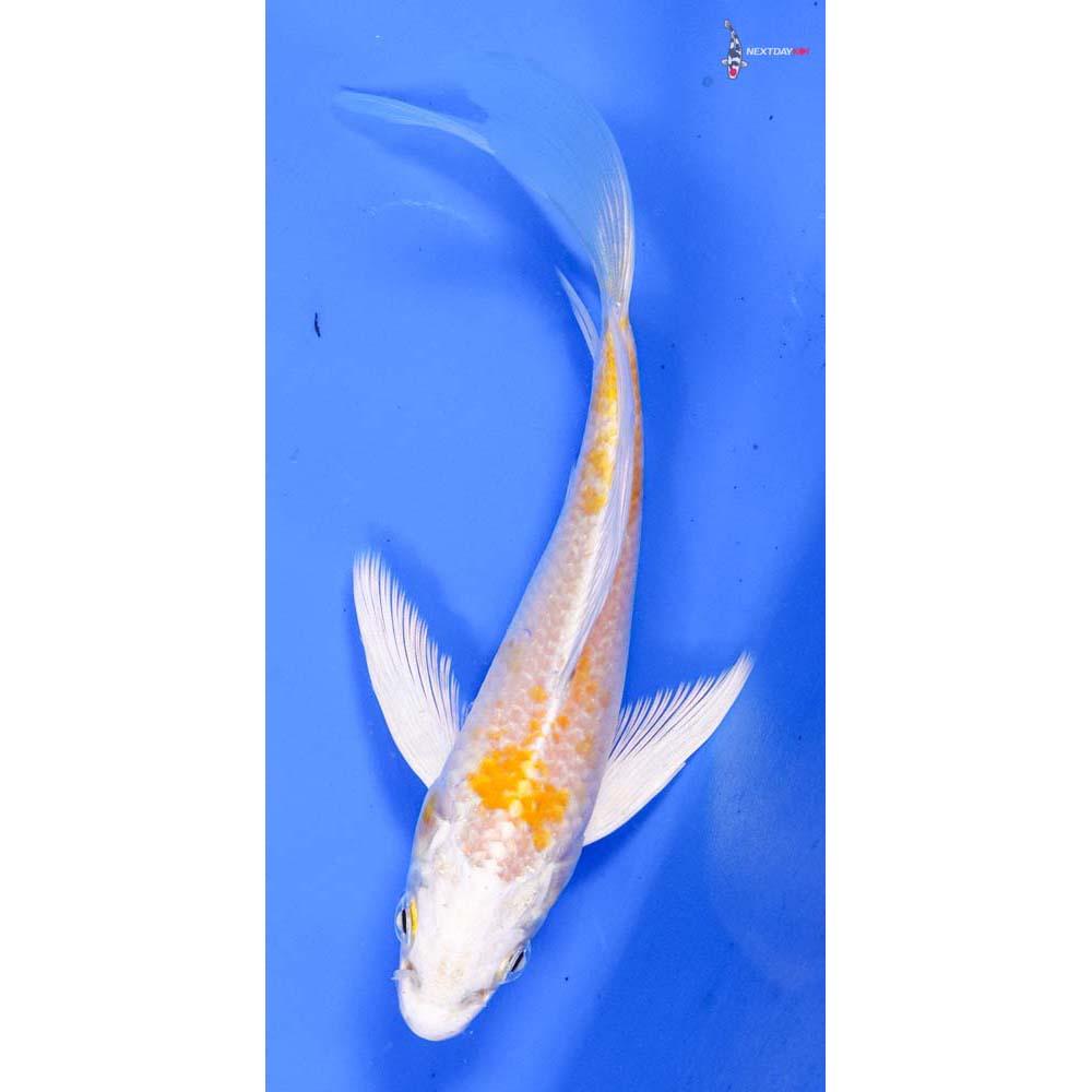 5” Imported Lemon Hariwake Butterfly Koi
