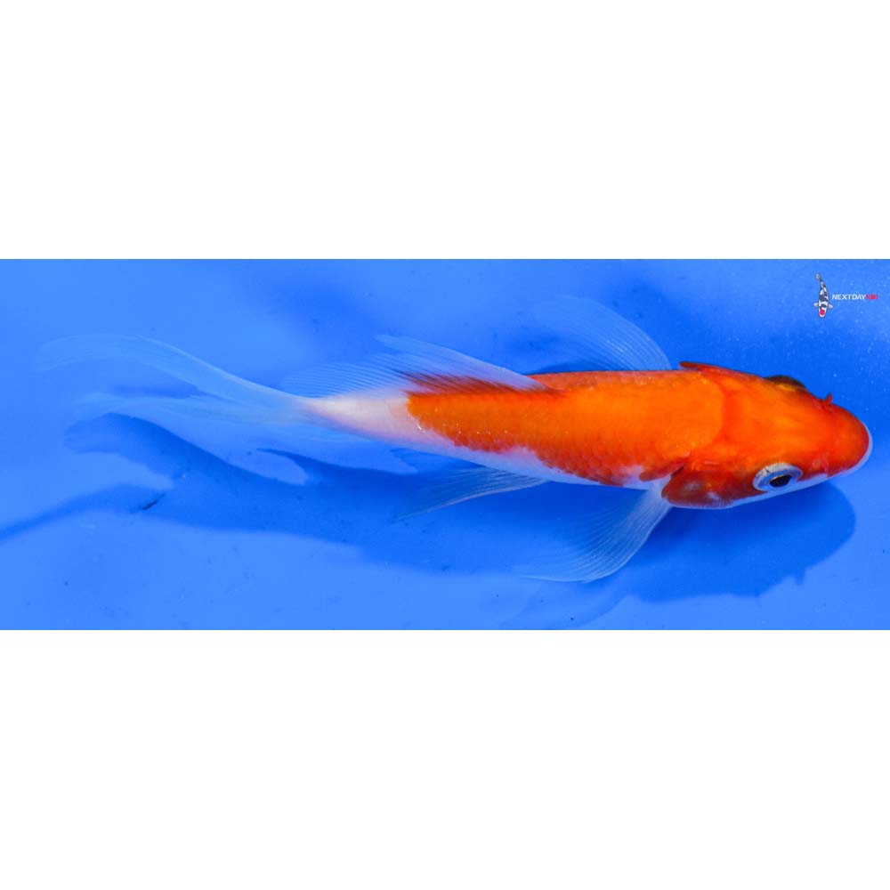 5” Imported Kohaku Butterfly Koi