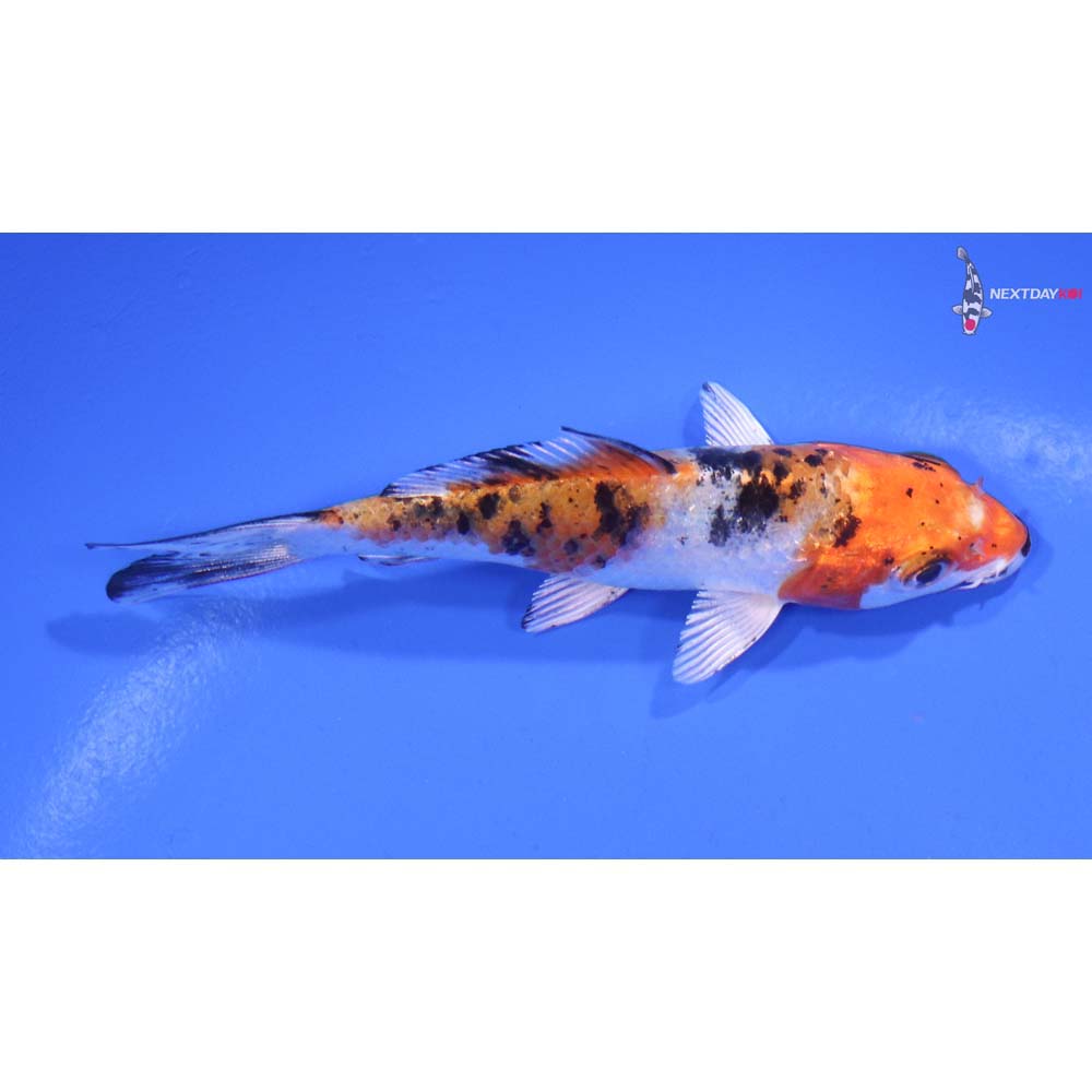 3.5” Imported Yamato Nishiki