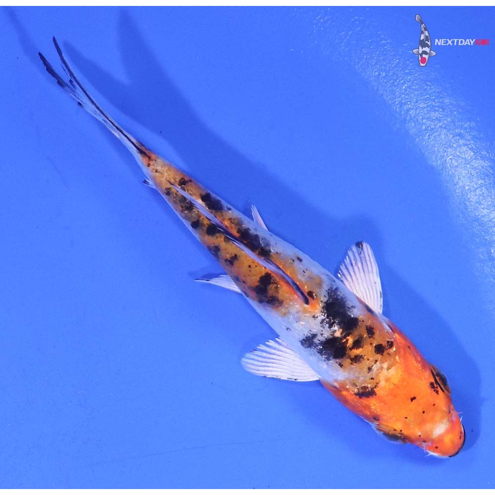 3.5” Imported Yamato Nishiki