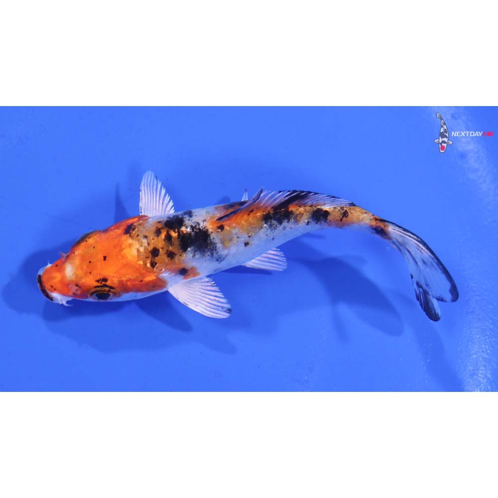 3.5” Imported Yamato Nishiki