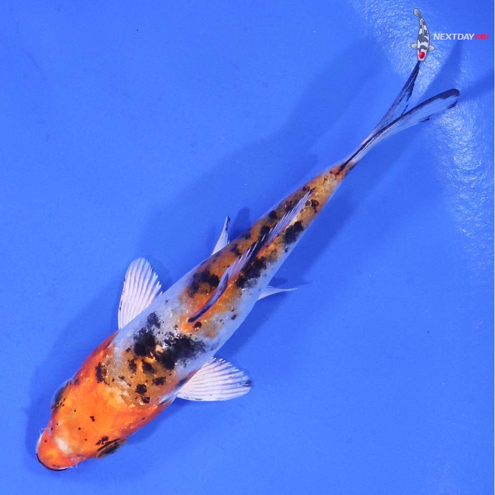 3.5” Imported Yamato Nishiki