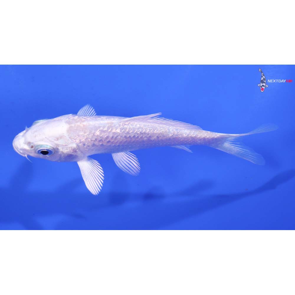 3.5” Imported Gin Rin Platinum Ogon