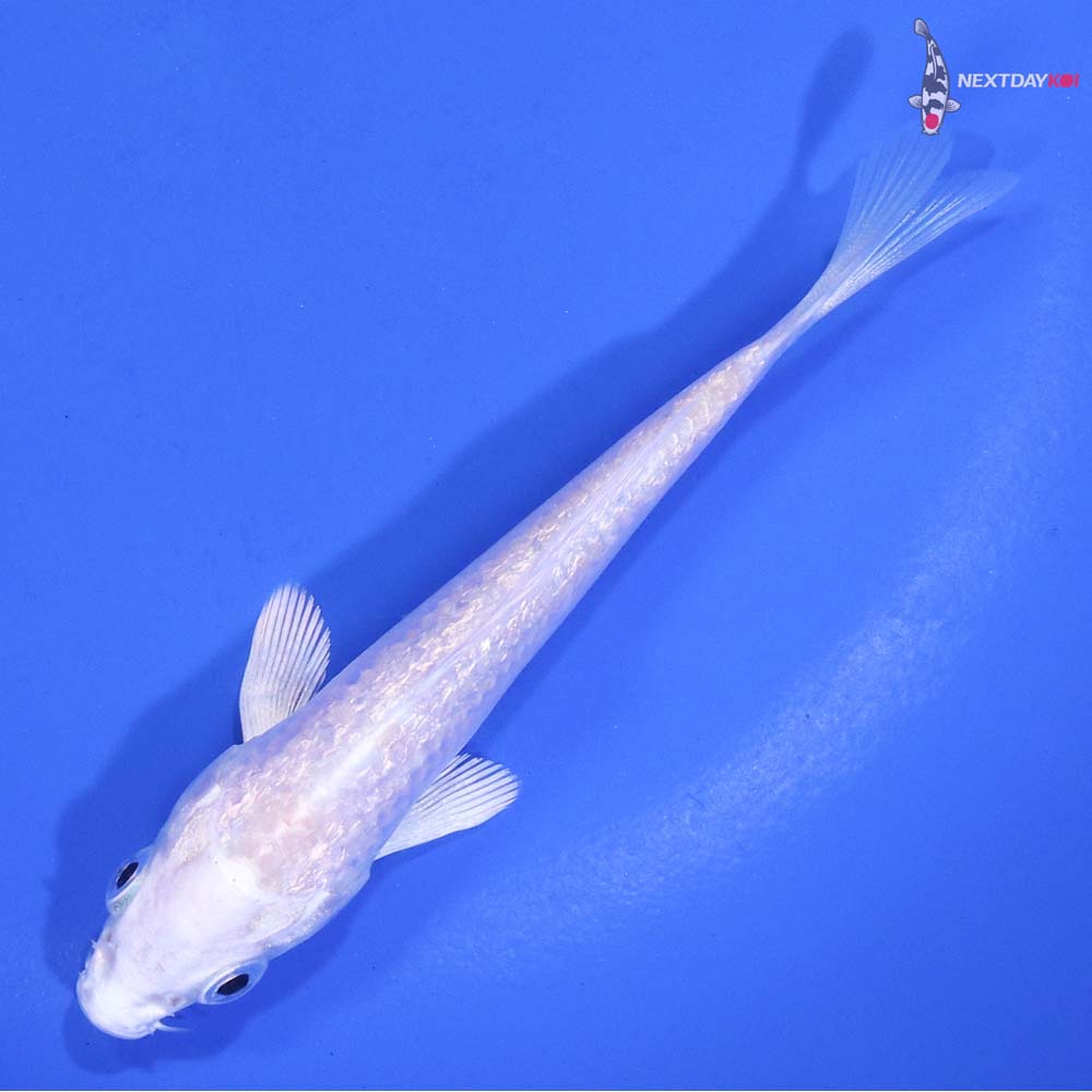 3.5” Imported Gin Rin Platinum Ogon