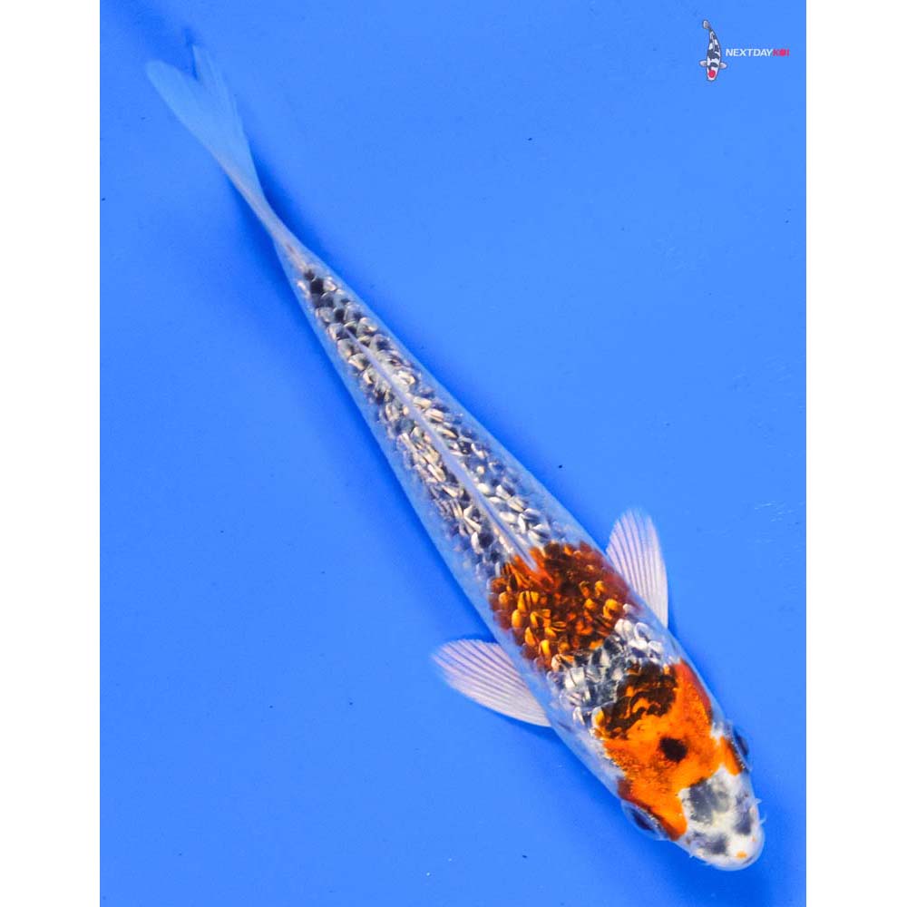 5” Imported Gin Rin Kujaku