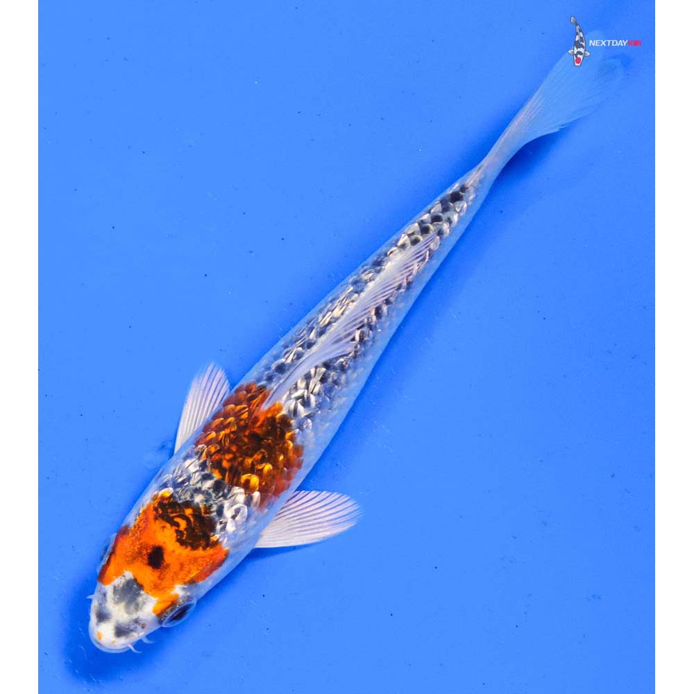 5” Imported Gin Rin Kujaku