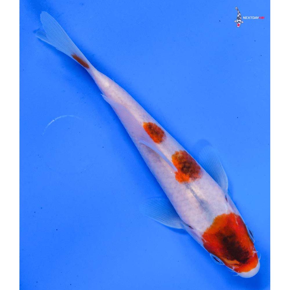 5.5” Imported Goromo