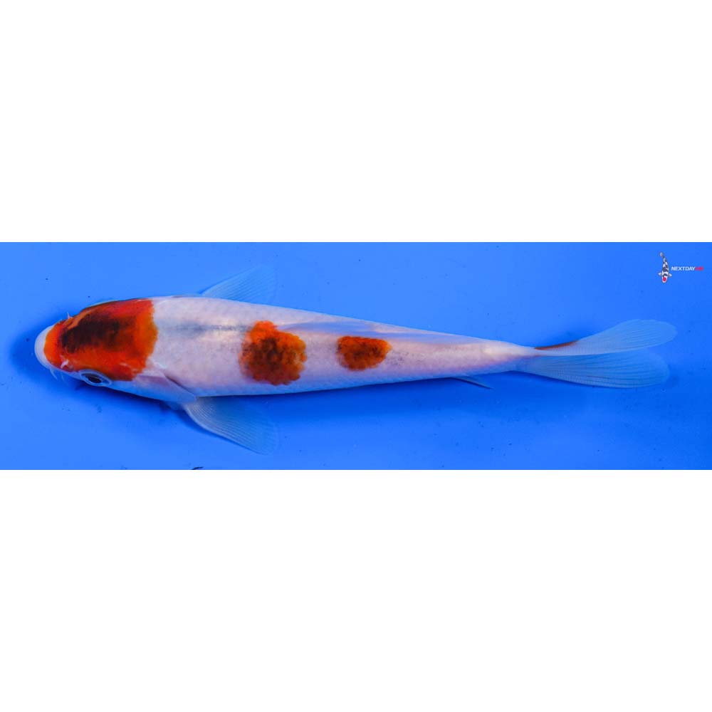 5.5” Imported Goromo