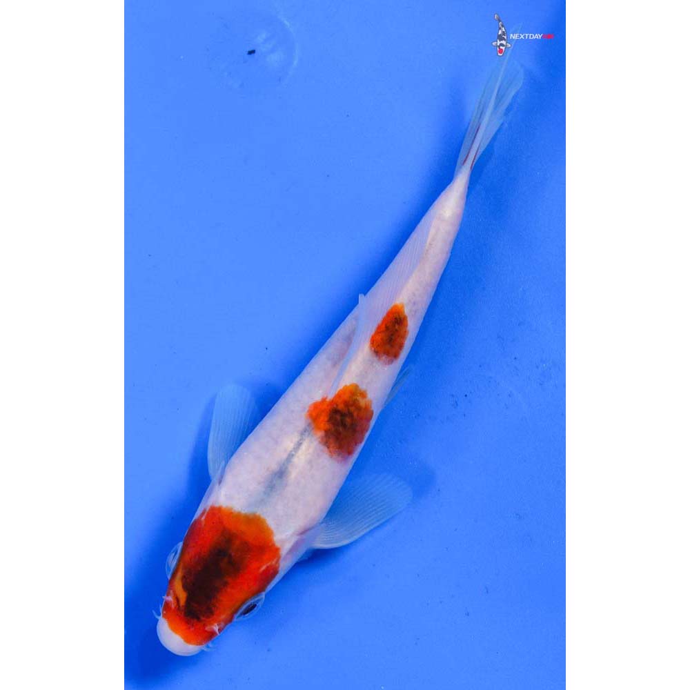 5.5” Imported Goromo