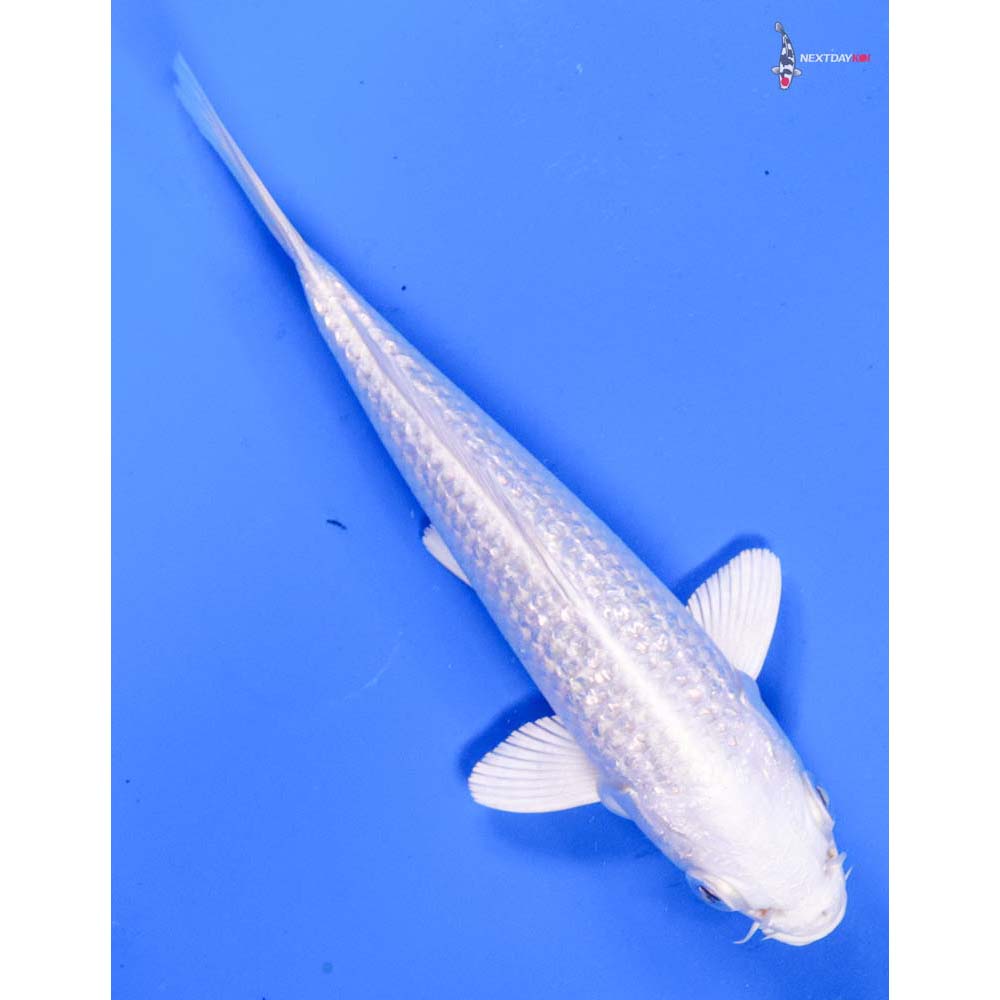 5.5” Imported Gin Rin Platinum Ogon