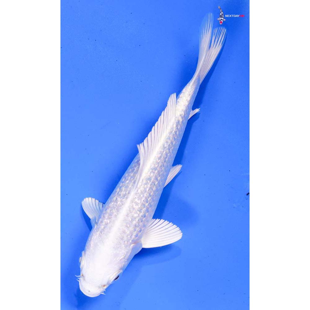 5.5” Imported Gin Rin Platinum Ogon