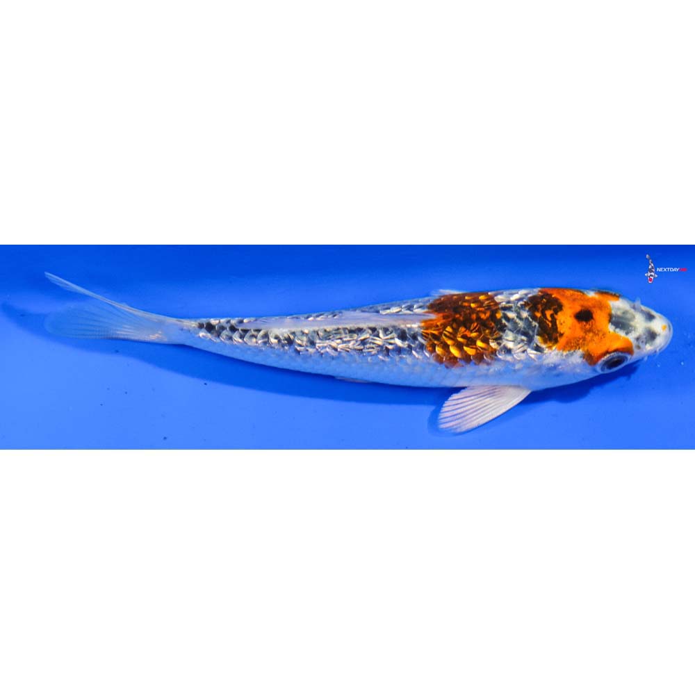 5” Imported Gin Rin Kujaku