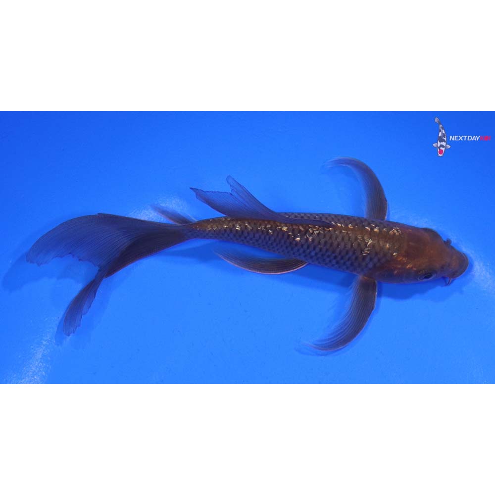 5” Imported Gin Rin Chagoi Butterfly Koi