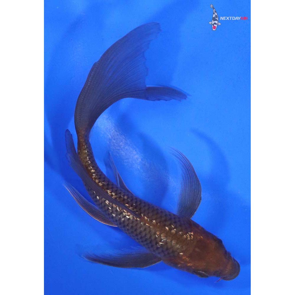 5” Imported Gin Rin Chagoi Butterfly Koi