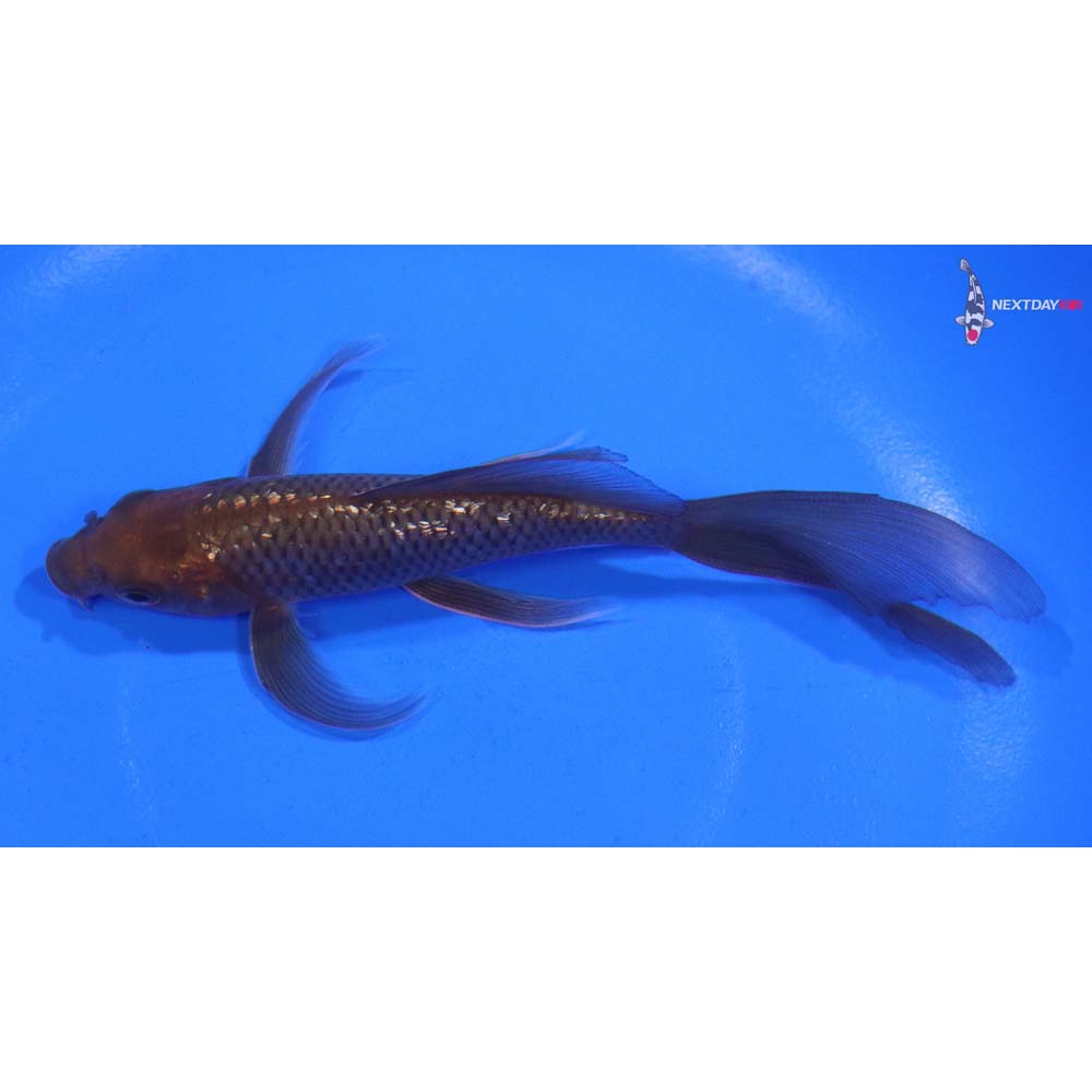 5” Imported Gin Rin Chagoi Butterfly Koi