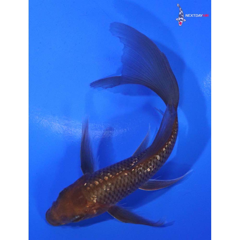 5” Imported Gin Rin Chagoi Butterfly Koi