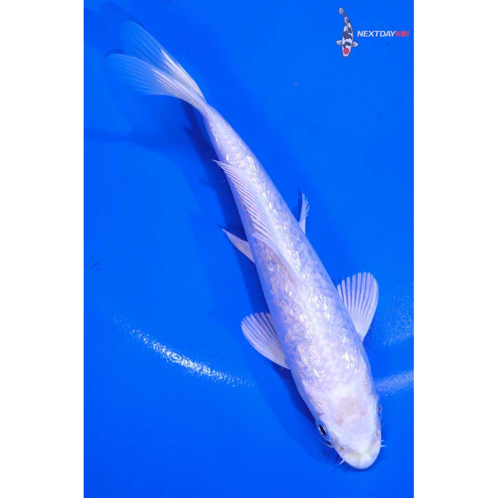 5” Imported Gin Rin Platinum Ogon