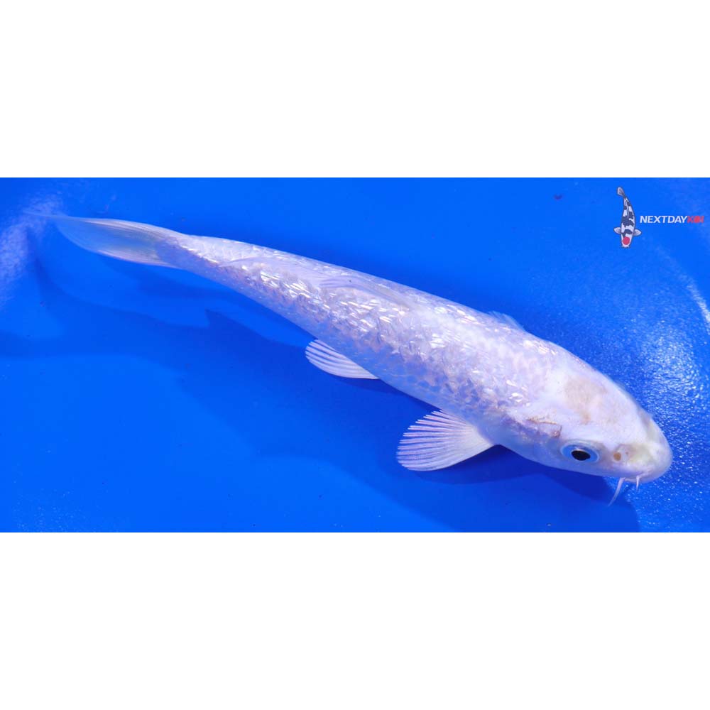 5” Imported Gin Rin Platinum Ogon