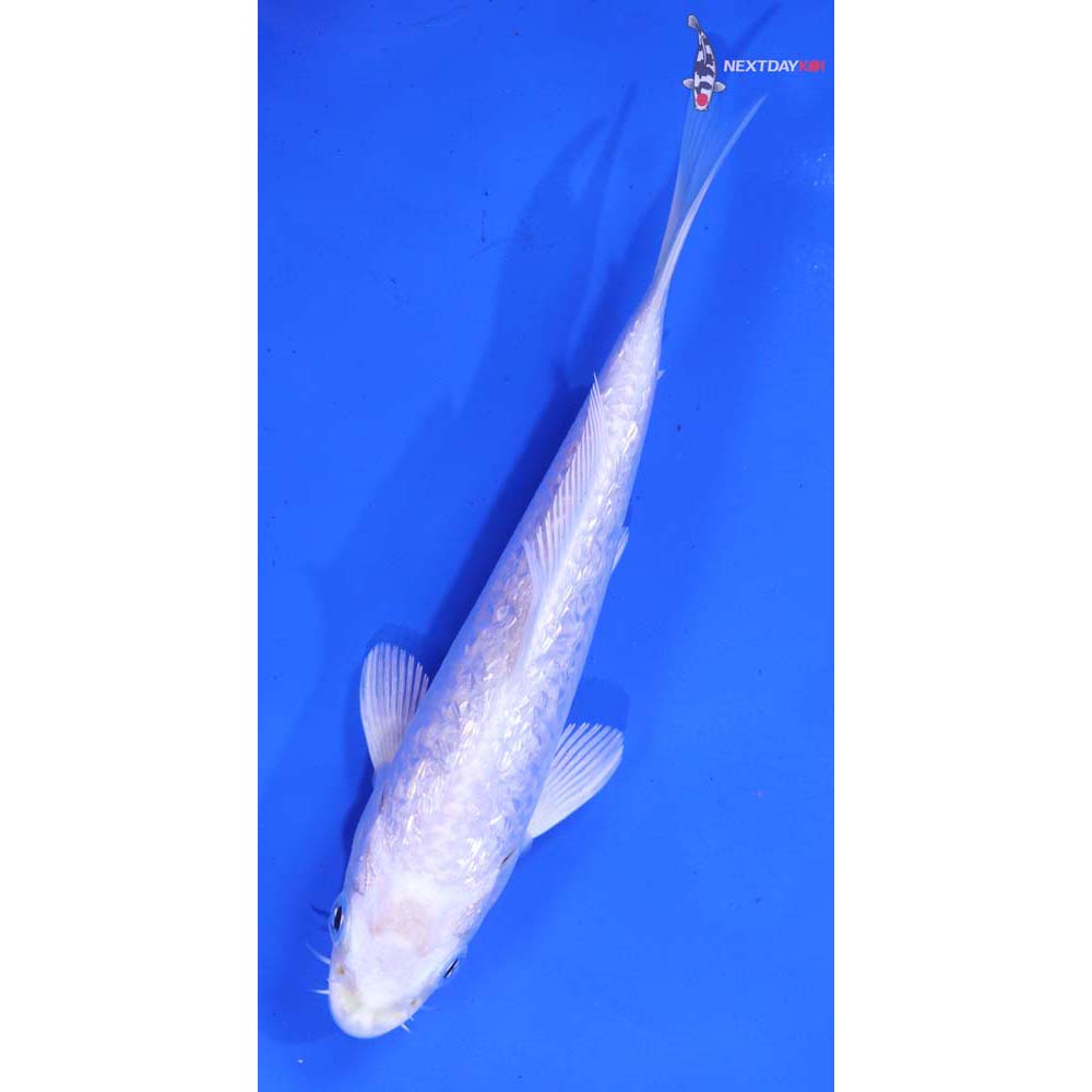 5” Imported Gin Rin Platinum Ogon