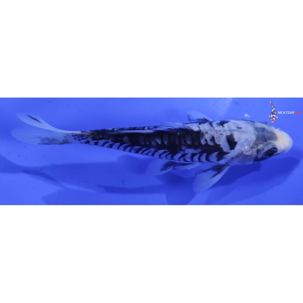 5” Imported Kumonryu