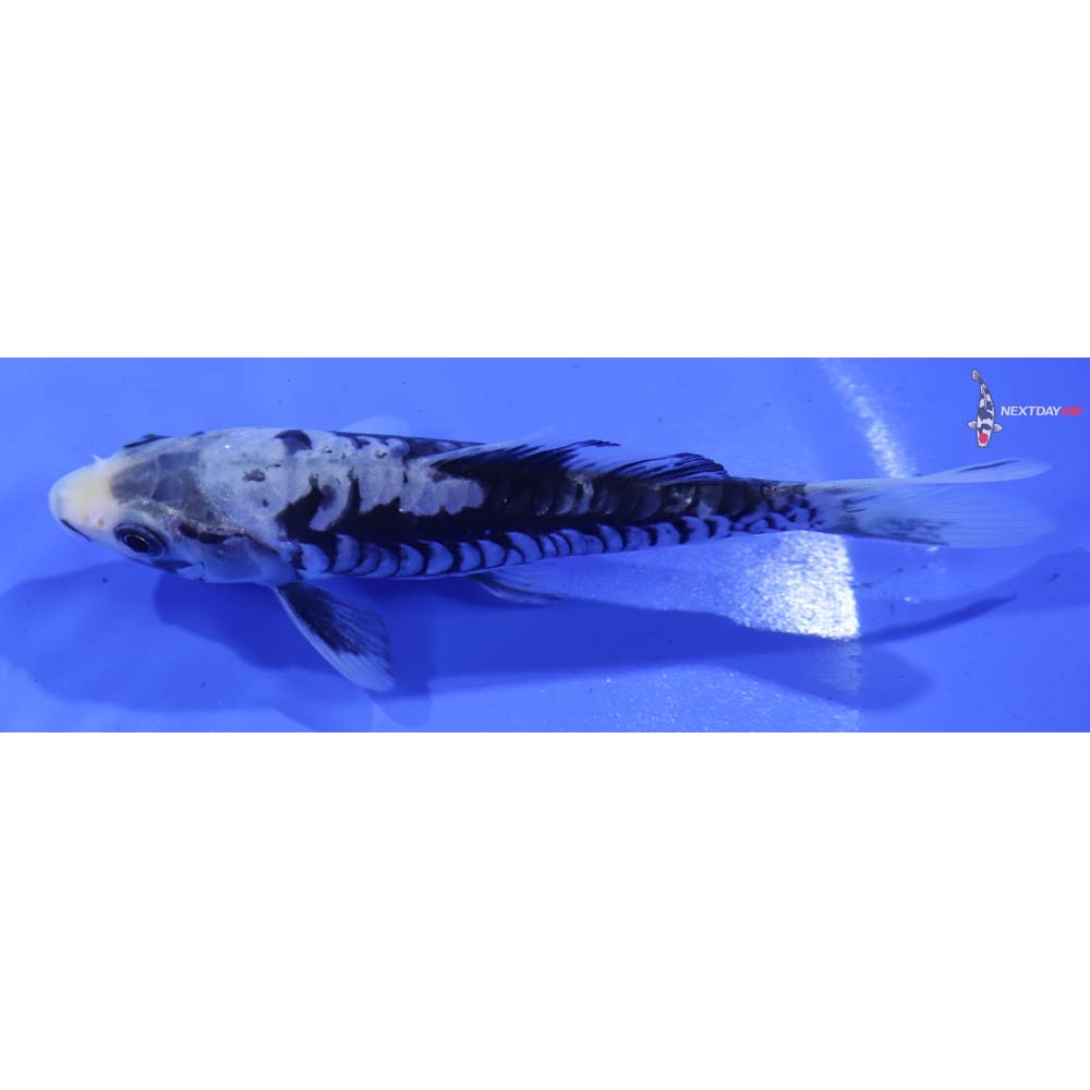 5” Imported Kumonryu