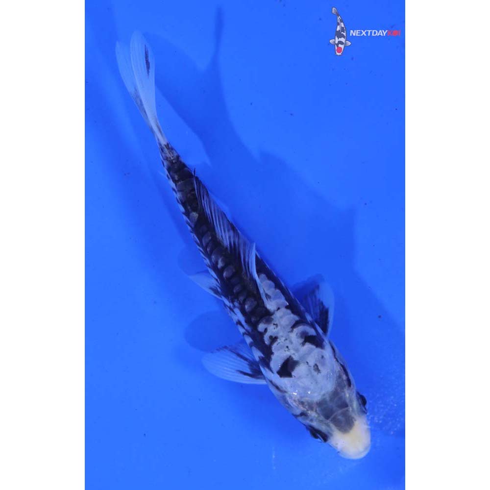 5” Imported Kumonryu