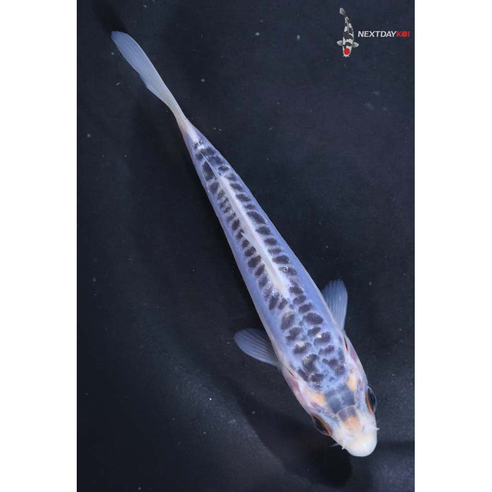 5” Imported Shusui