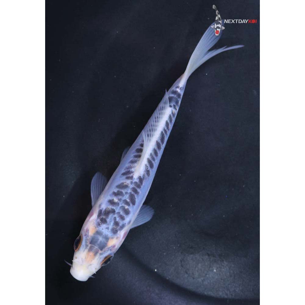 5” Imported Shusui