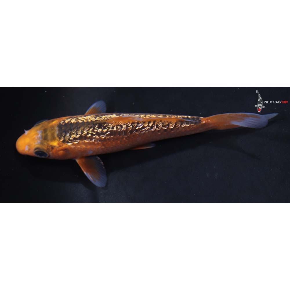 5” Imported Gin Rin Hi Asagi