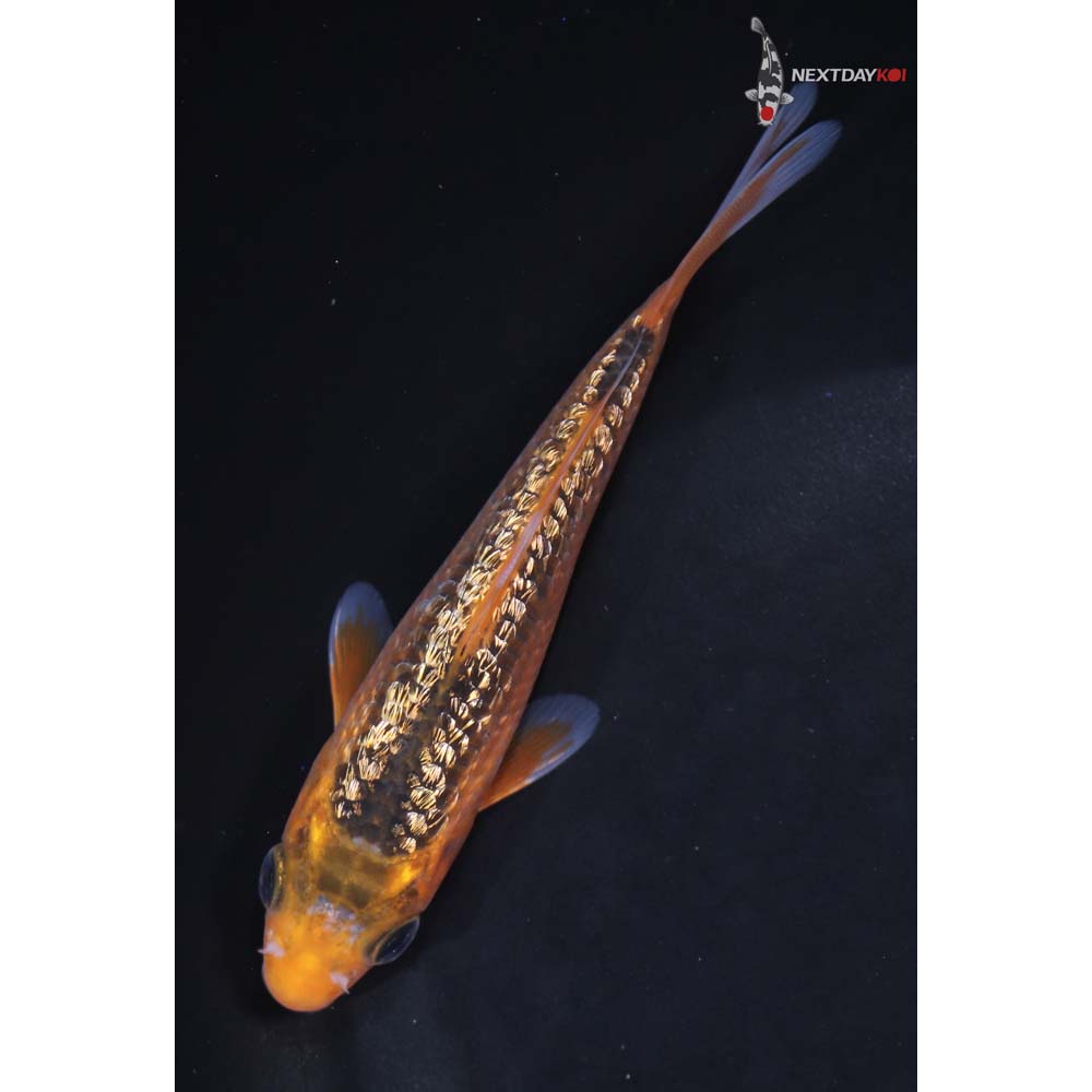 5” Imported Gin Rin Hi Asagi