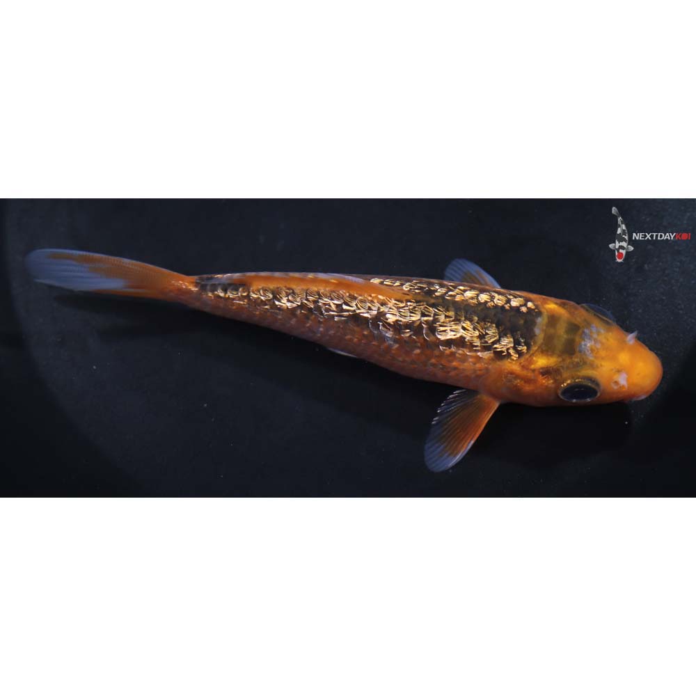 5” Imported Gin Rin Hi Asagi