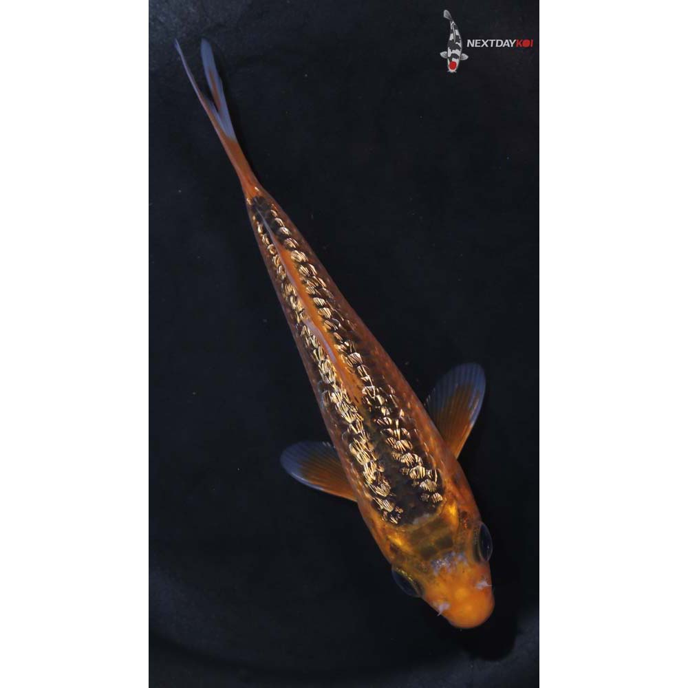 5” Imported Gin Rin Hi Asagi