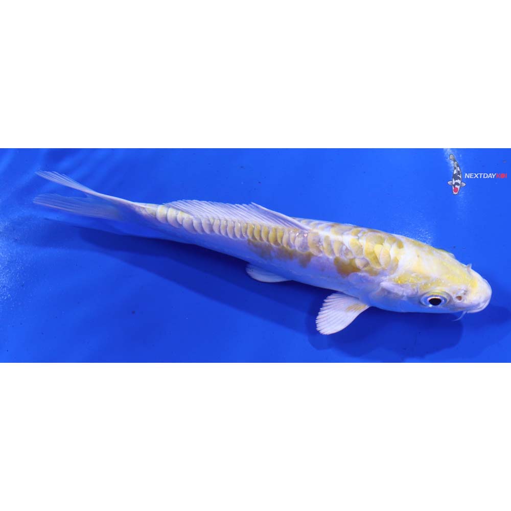 5.5” Imported Doitsu Lemon Hariwake