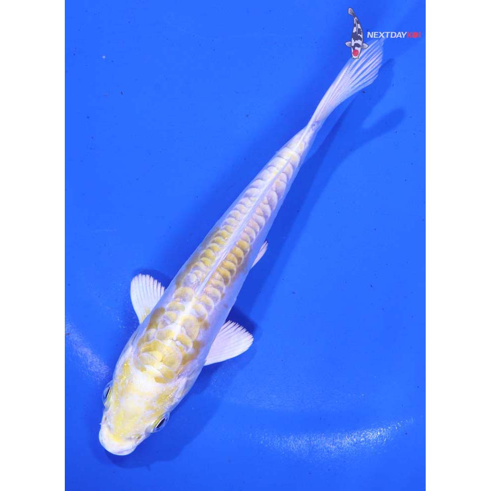 5.5” Imported Doitsu Lemon Hariwake