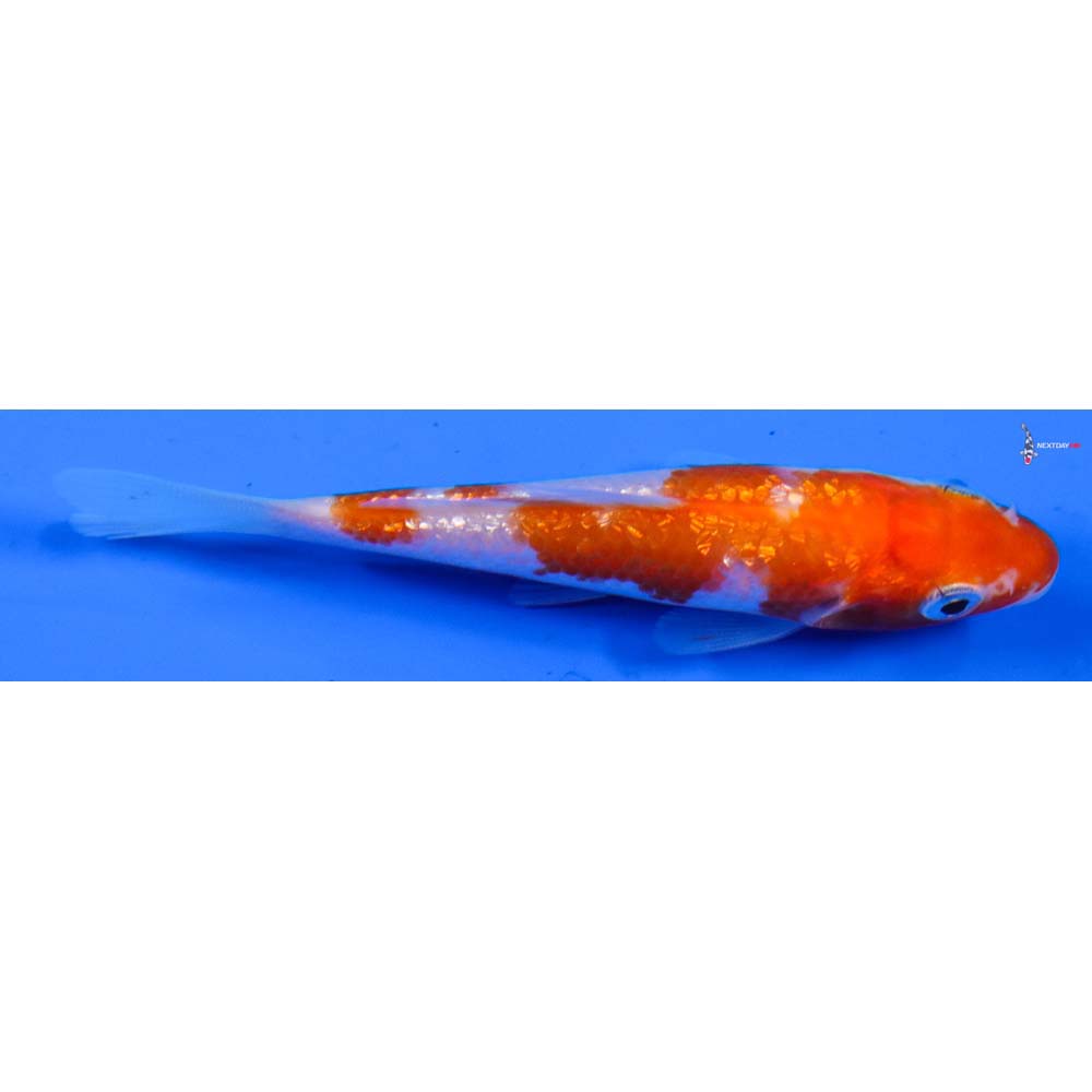 3.5” Imported Gin Rin Kohaku