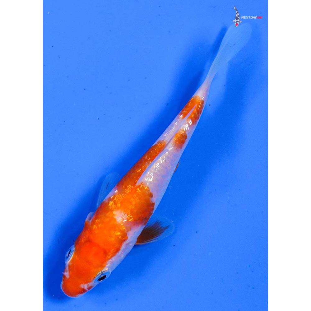 3.5” Imported Gin Rin Kohaku