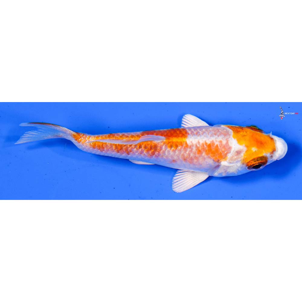 3.5” Imported Hariwake