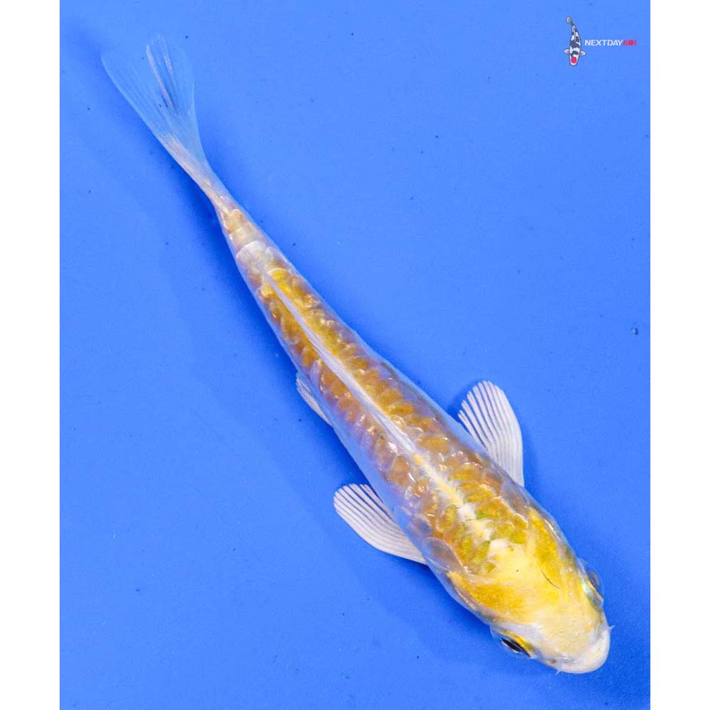 3.5” Imported Doitsu Gin Rin Lemon Hariwake