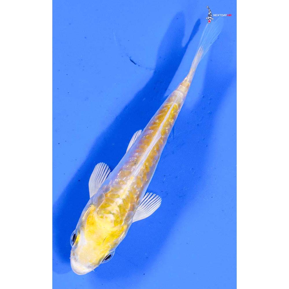 3.5” Imported Doitsu Gin Rin Lemon Hariwake