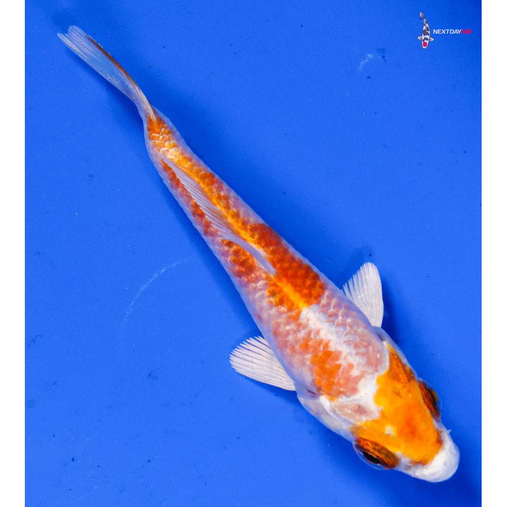 3.5” Imported Hariwake