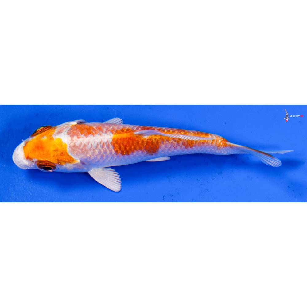 3.5” Imported Hariwake