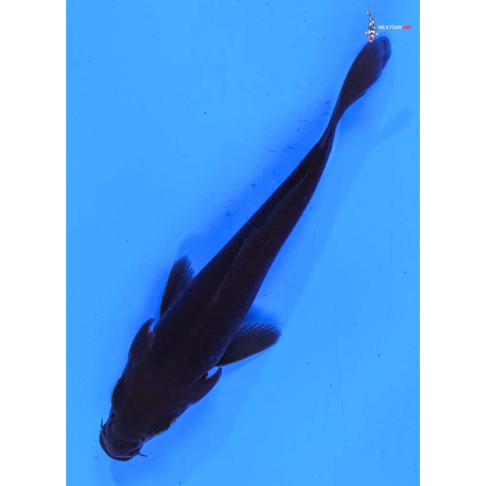 3.5” Imported Chagoi