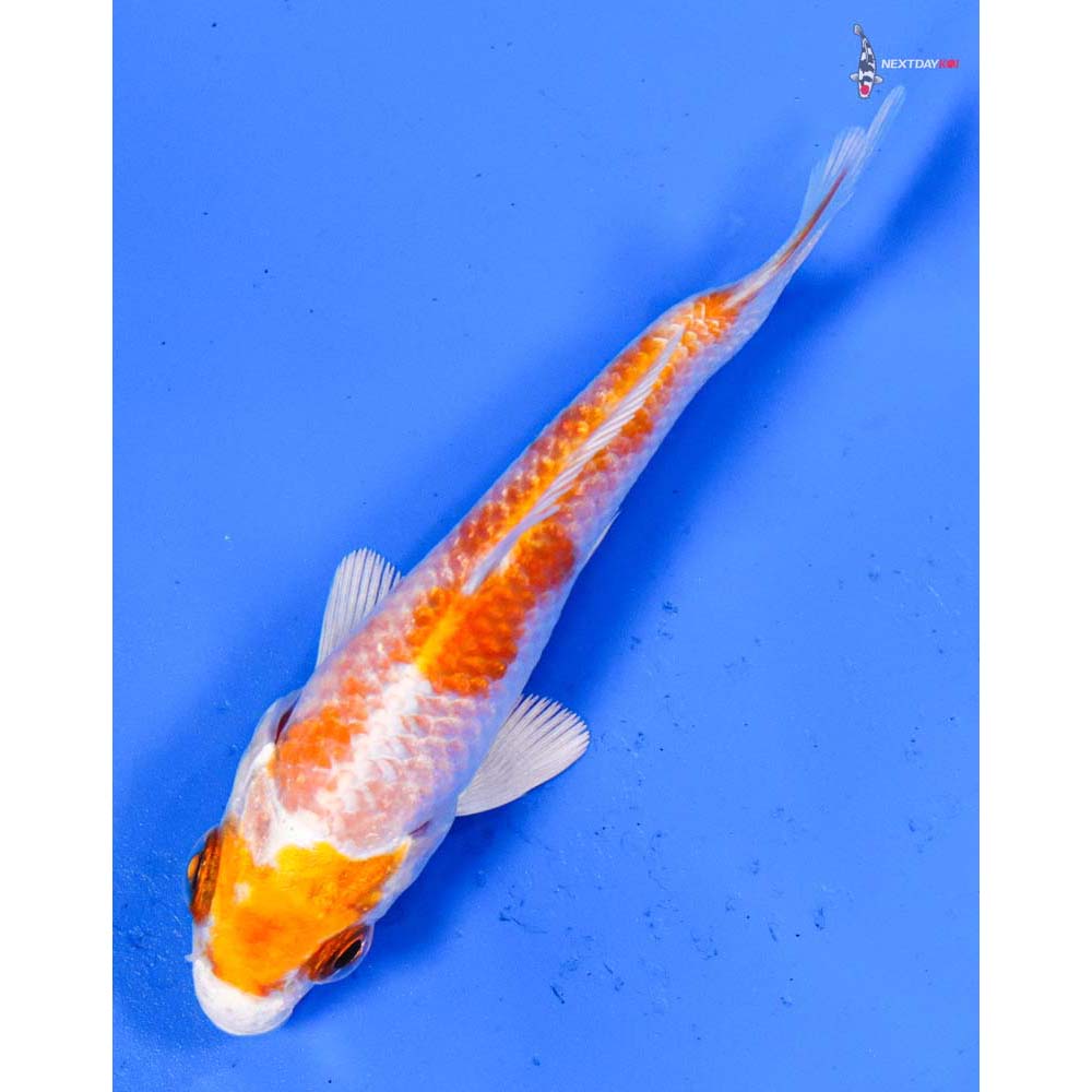 3.5” Imported Hariwake