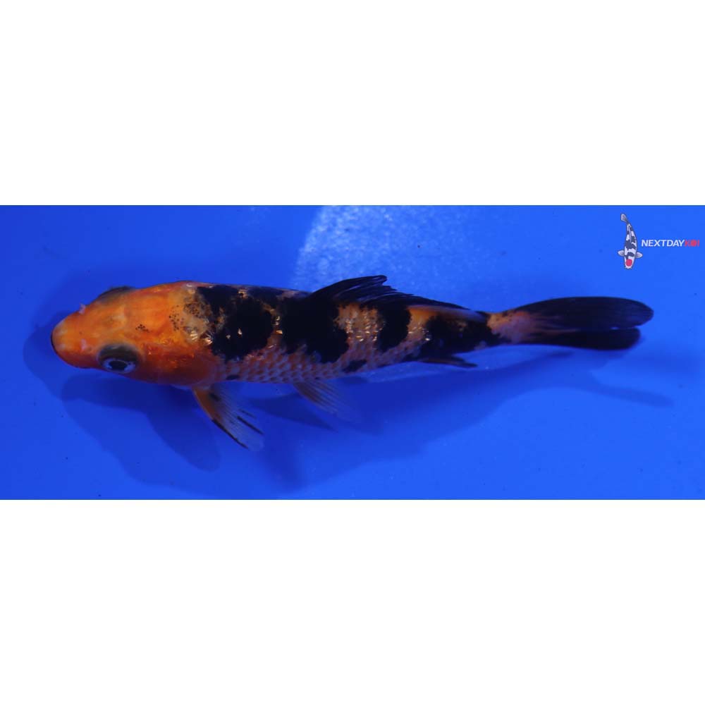 3.5” Imported Aka Bekko
