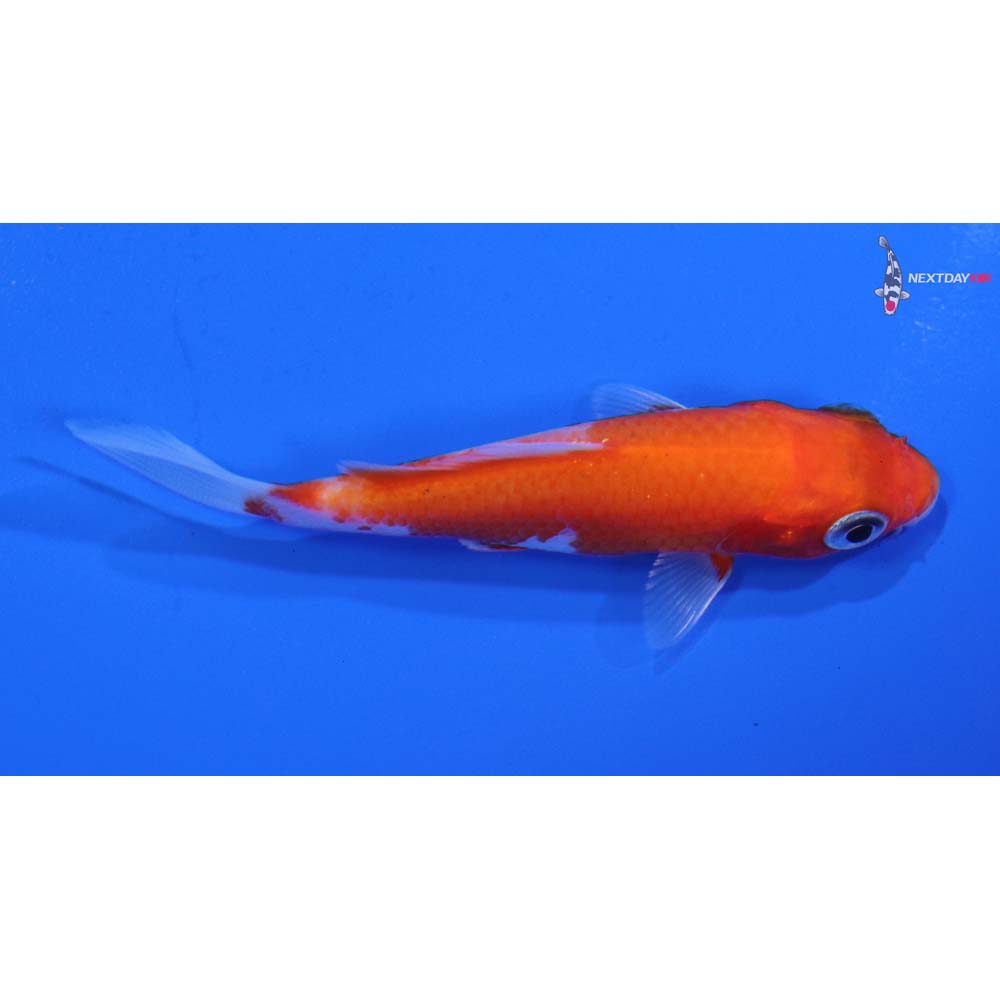 3” Imported Kohaku