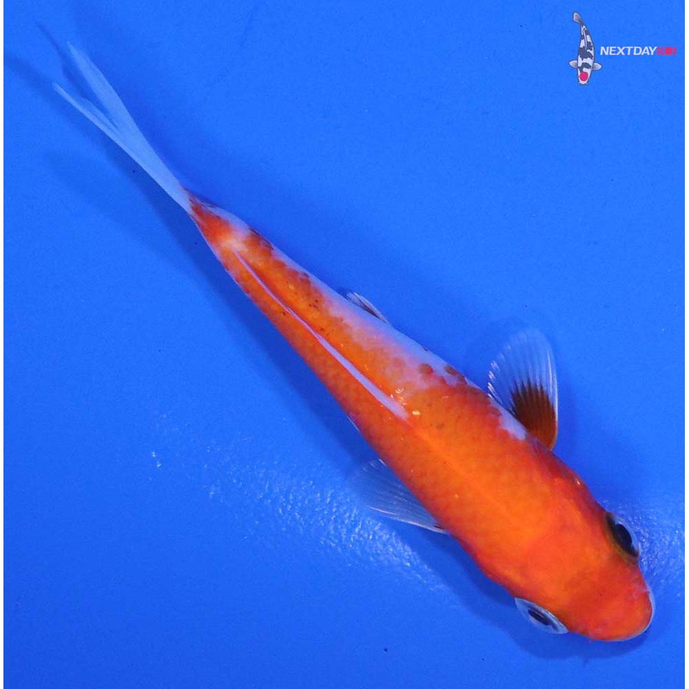3” Imported Kohaku