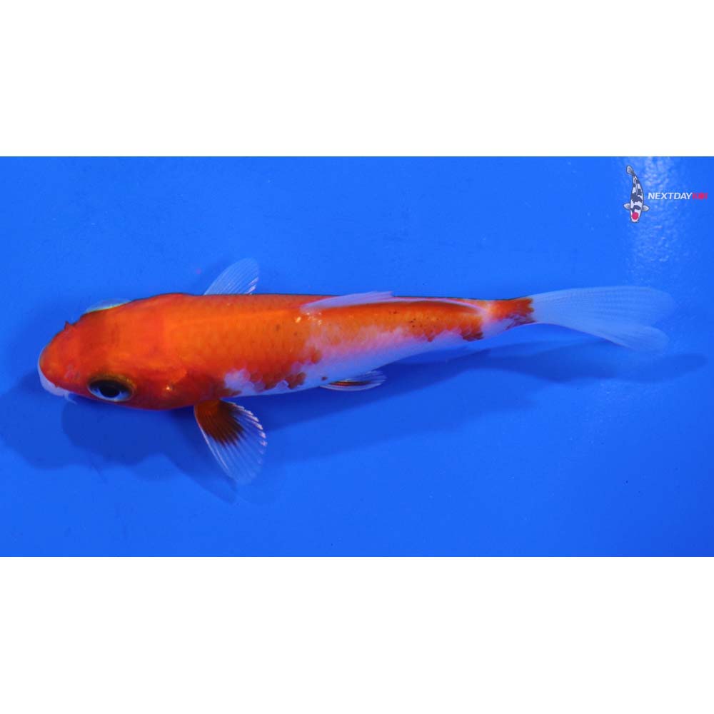 3” Imported Kohaku