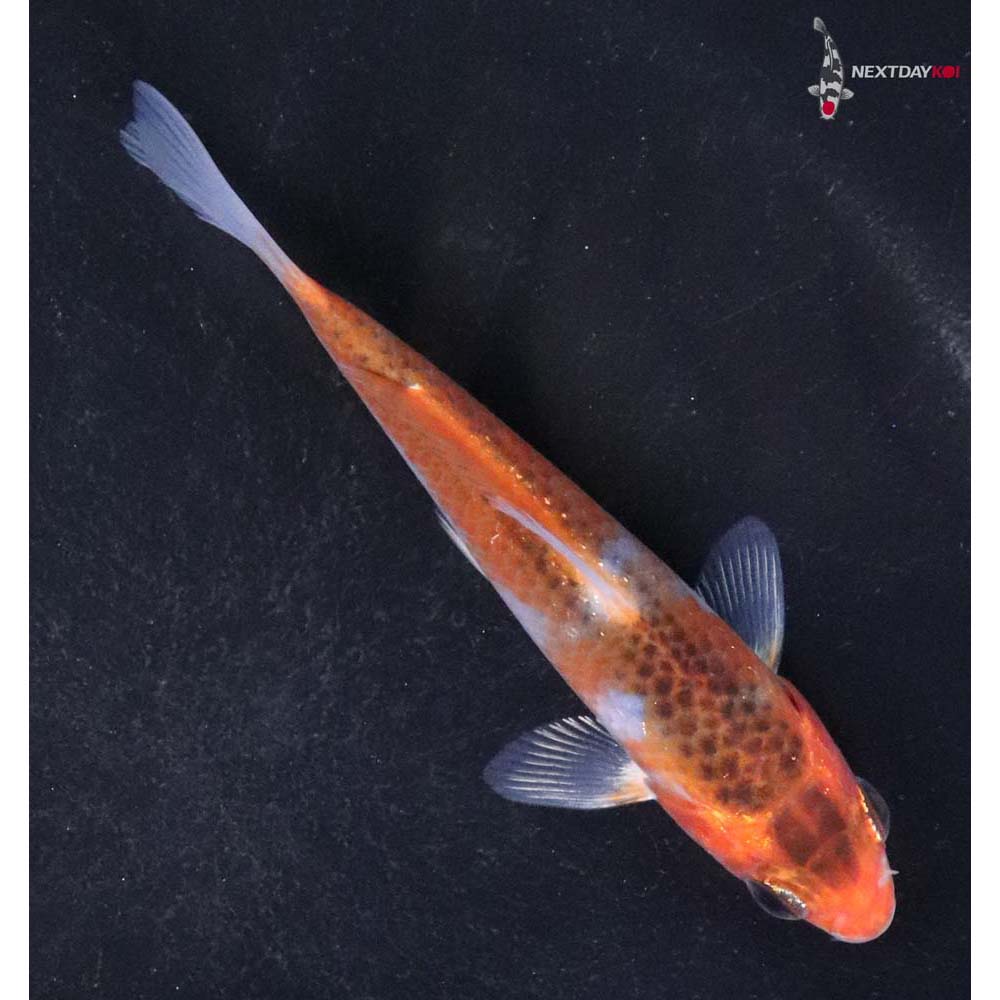 4” Imported Goromo